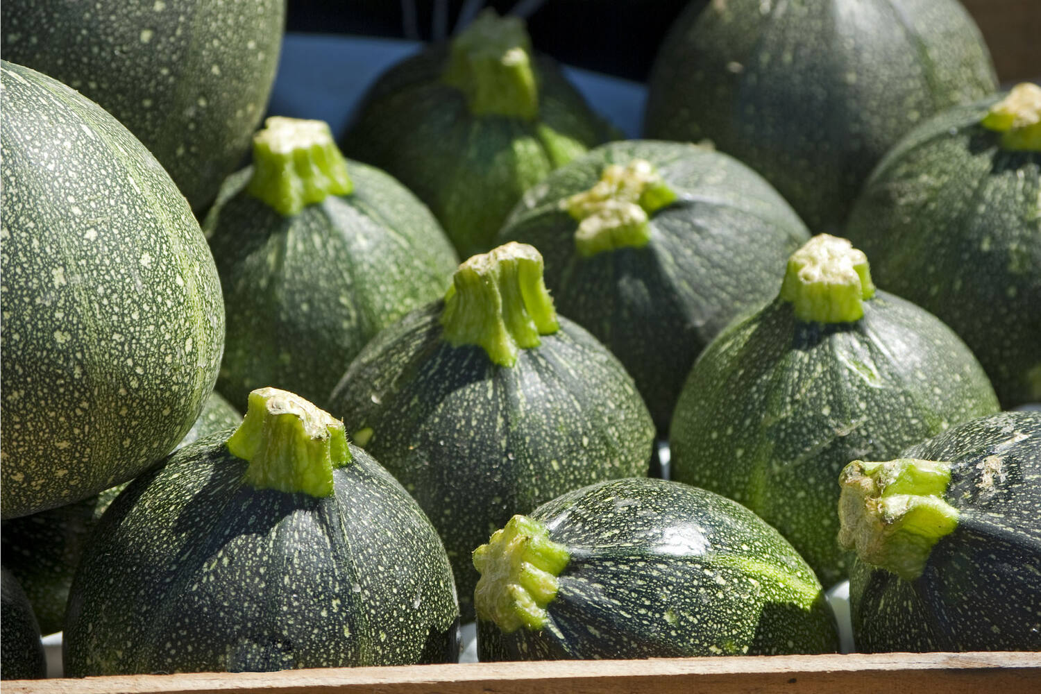 Bulbe de courgette taille 14 pièce